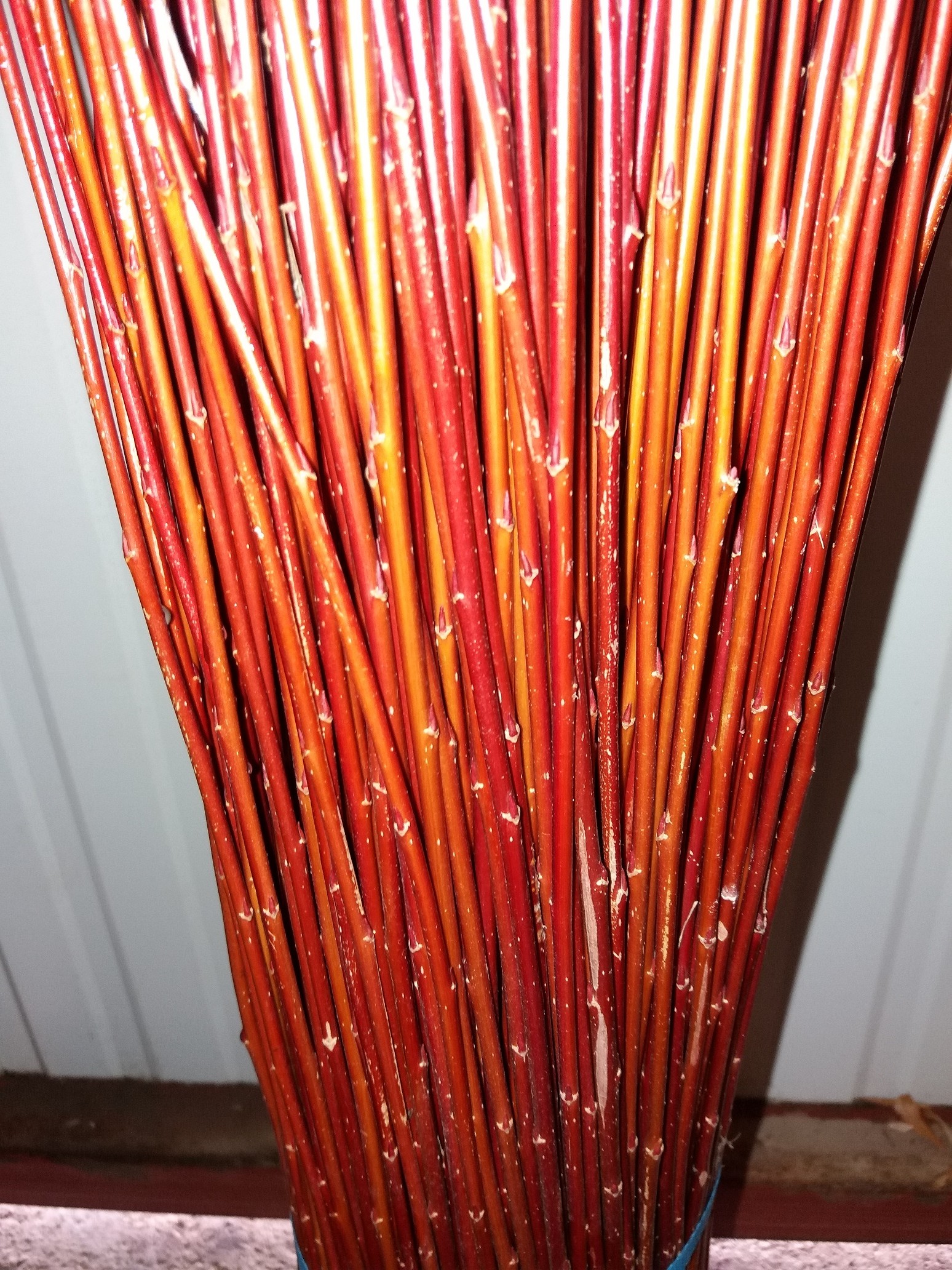 Salix Fragilis (Rouge)