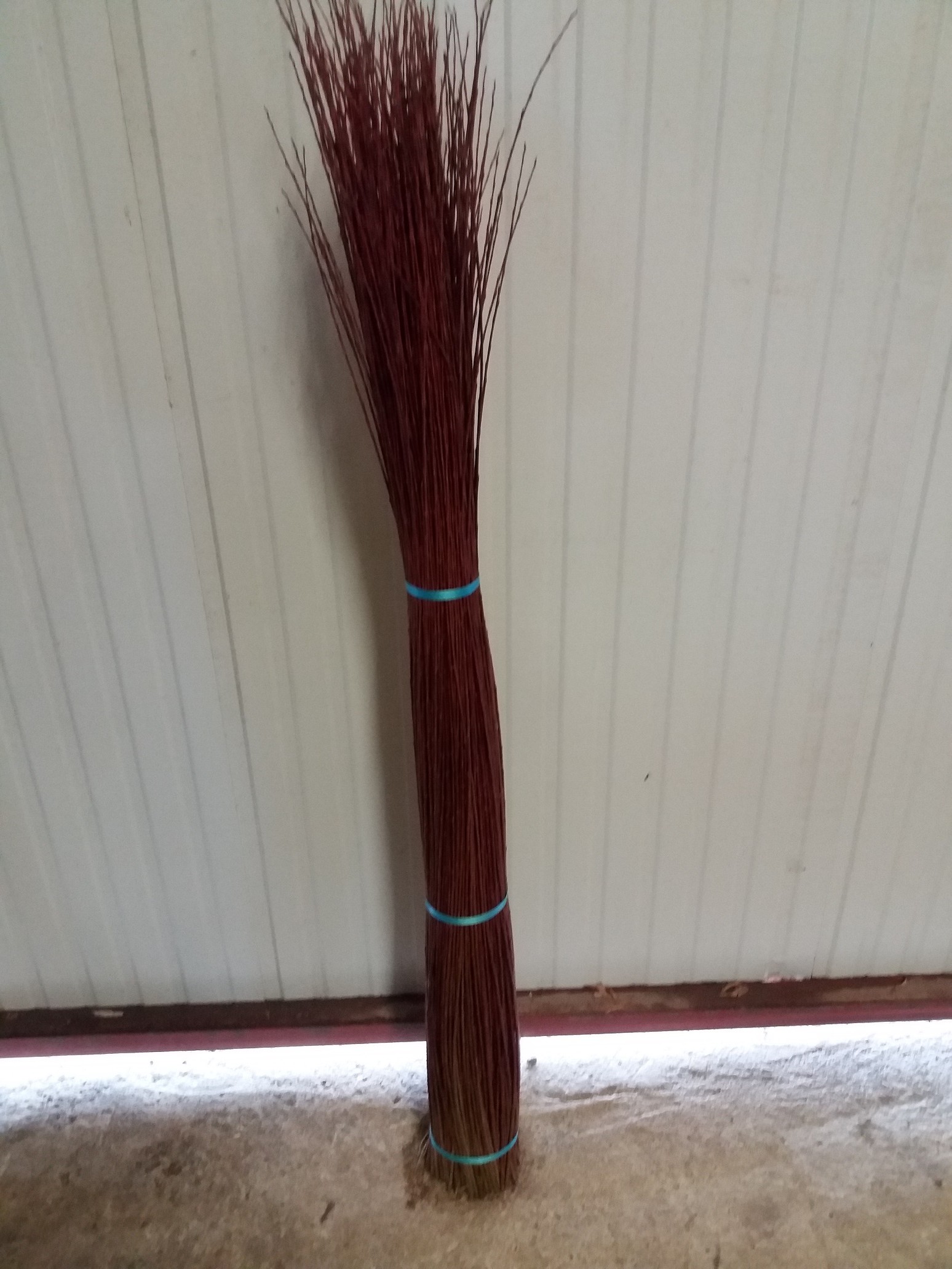 Salix Purpuréa (Violette)